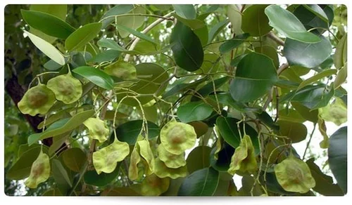 Indian Kino Tree: Unlocking the Secrets of Nature's Healing Power and Cultural Significance