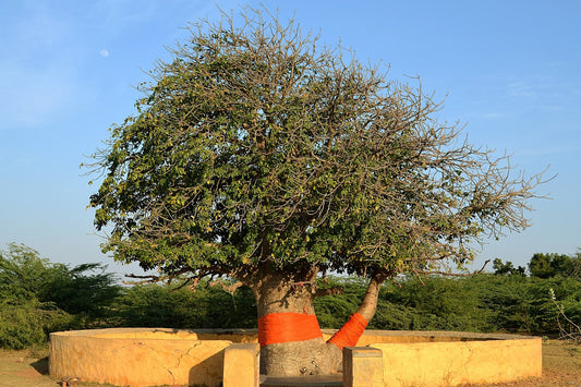Kalpavriksha: The Divine Wish-Fulfilling Tree of Indian Mythology