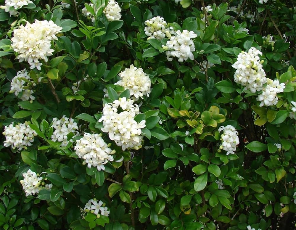 Madhu Kamini Tree: Sweet Scented Charm of Nature