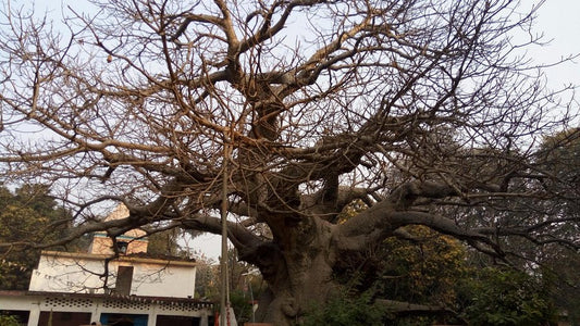 Parijaat Tree: The Heavenly Tree of Love and Devotion