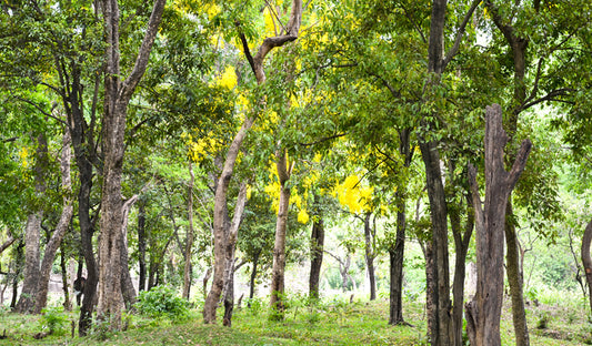 Sandalwood Tree: The Fragrant Offering to the Divine