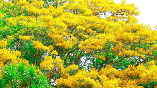 Yellow Flame Tree: A Fiery Bloom of Beauty and Grace