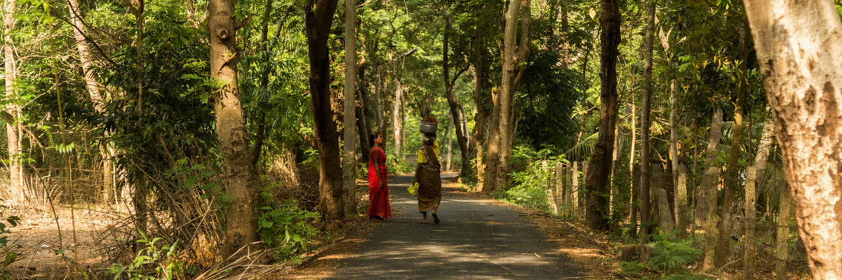 Gundu Thopus: Reviving Karnataka's Sacred Community Forests