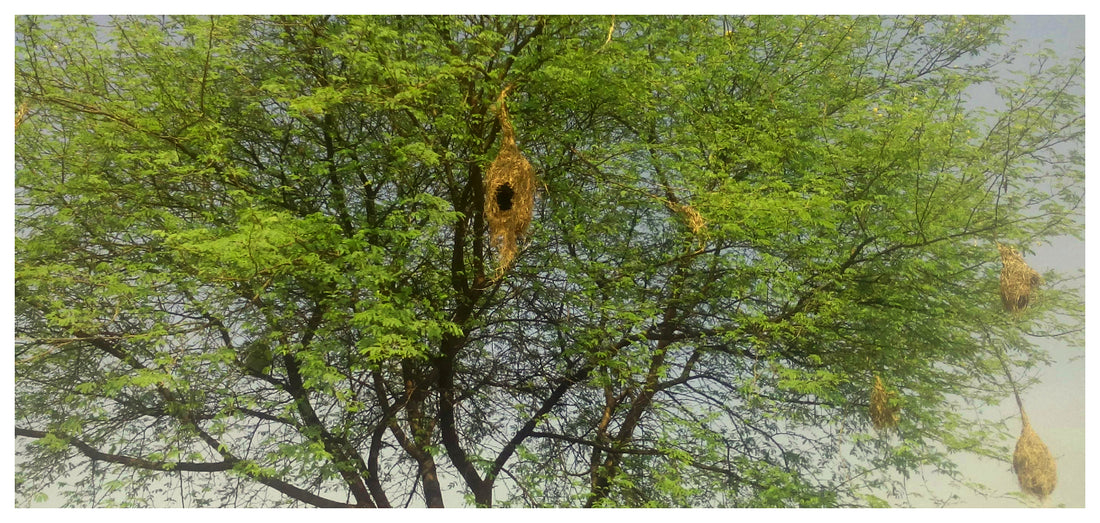 Community-Led Initiatives for Babul Tree Conservation