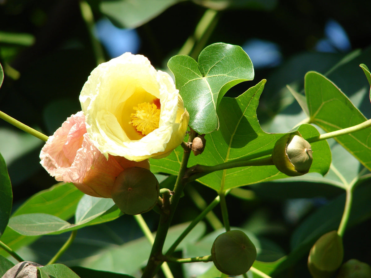 Gulbhendi Tree: Exploring the Beauty and Versatile Benefits of Natures Floral Marvel
