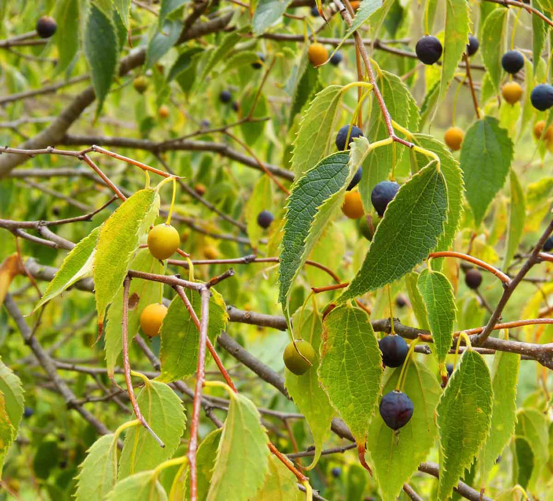 Hackberry Tree: The Ultimate Guide to Its Benefits, Care, and Unique Features