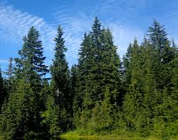 Hemlock Tree: The Enigmatic Beauty and Hidden Dangers of This Majestic Conifer