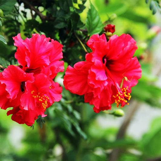 Gudhal Plant: Hair Care Hero, Medicinal Uses, and Garden Charm