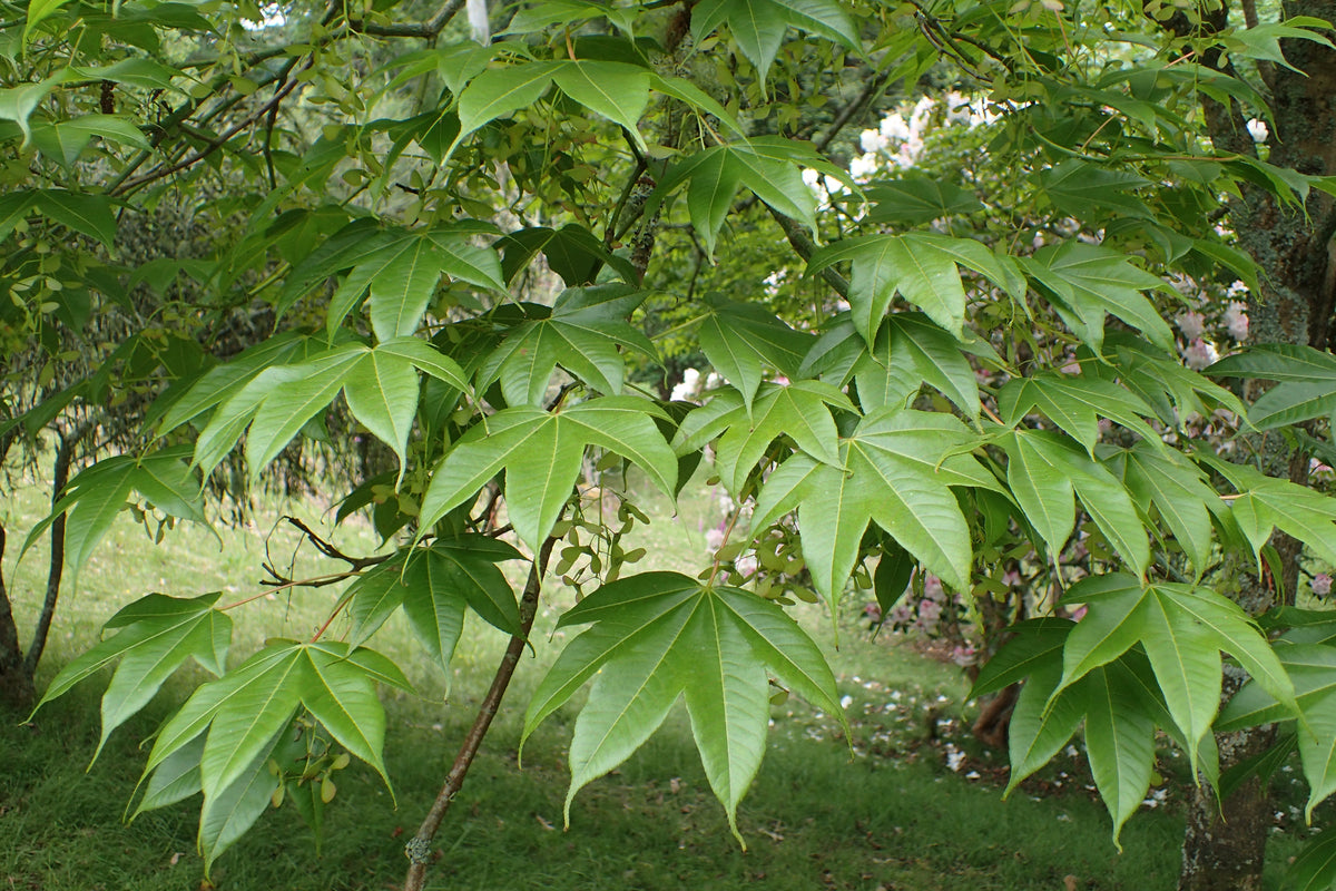 Himalayan Maple Tree: Unveiling Nature's Majestic Beauty