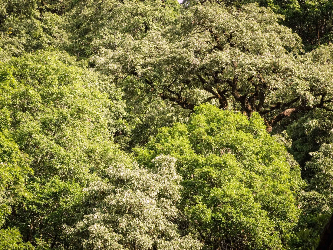 Himalayan Oak Tree: The Majestic Guardian of the Himalayas and Its Untold Benefits