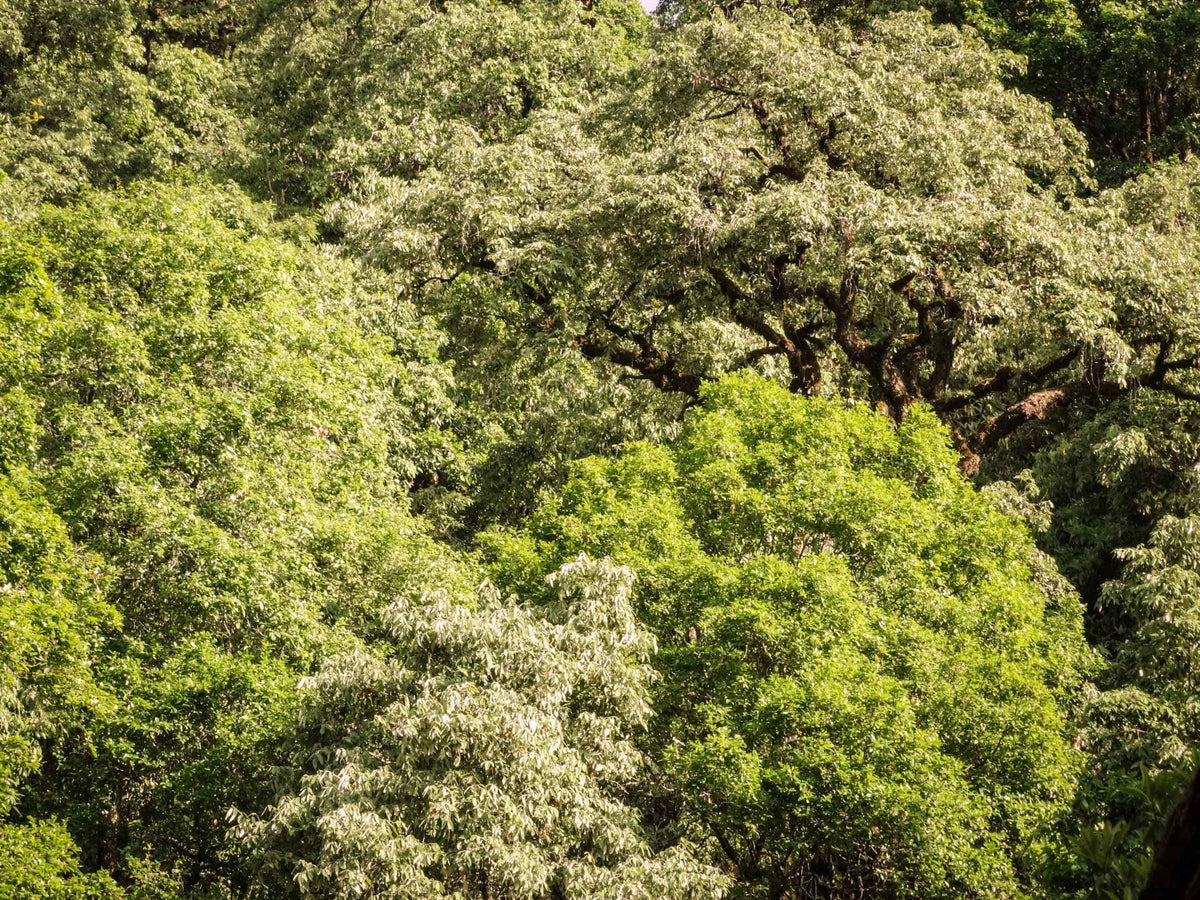 Himalayan Oak Tree: The Majestic Guardian of the Himalayas