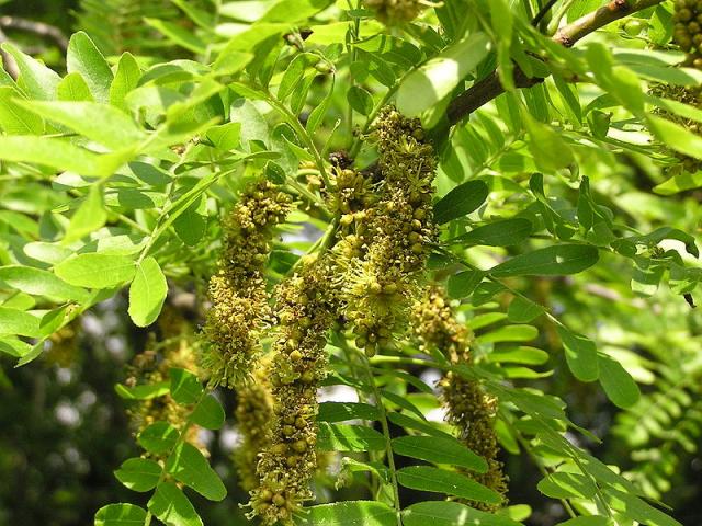 Honey Locust Tree: The Ultimate Guide to Its Benefits, Care, and Stunning Landscape Appeal