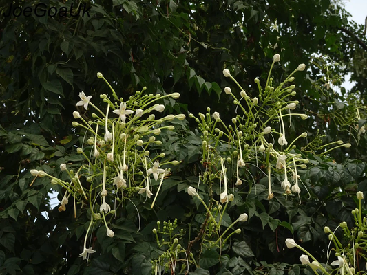 Indian Corkwood Tree: Unveiling the Mysteries and Benefits of Nature's Hidden Gem