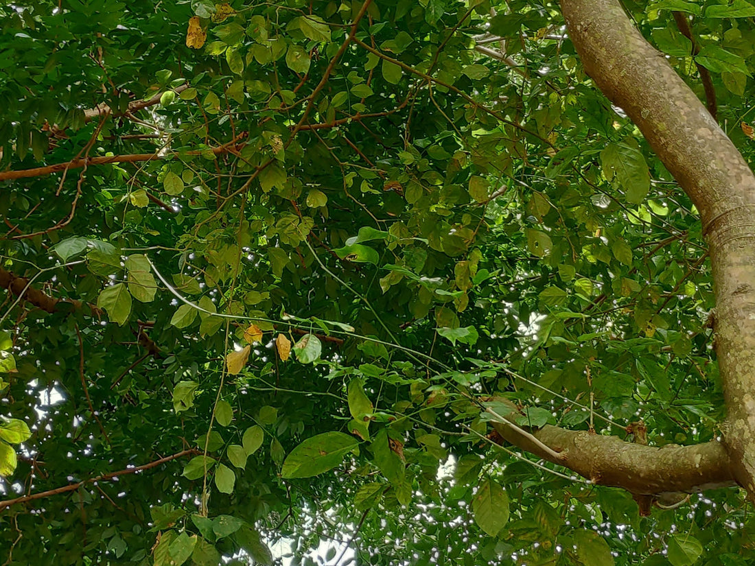 Indian Beech Tree: Unveiling the Secret Benefits and Uses of This Majestic Tree
