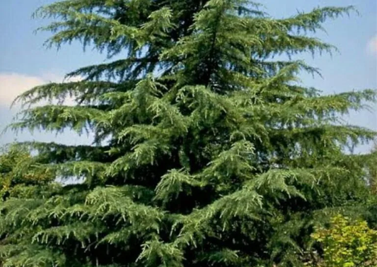 Indian Cedar Tree: Unraveling the Mystique, Benefits, and Cultural Significance of This Majestic Evergreen