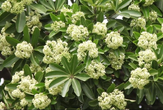 Indian Devil Tree: Unveiling the Mystical Secrets and Folklore Behind Nature's Enigmatic Wonder