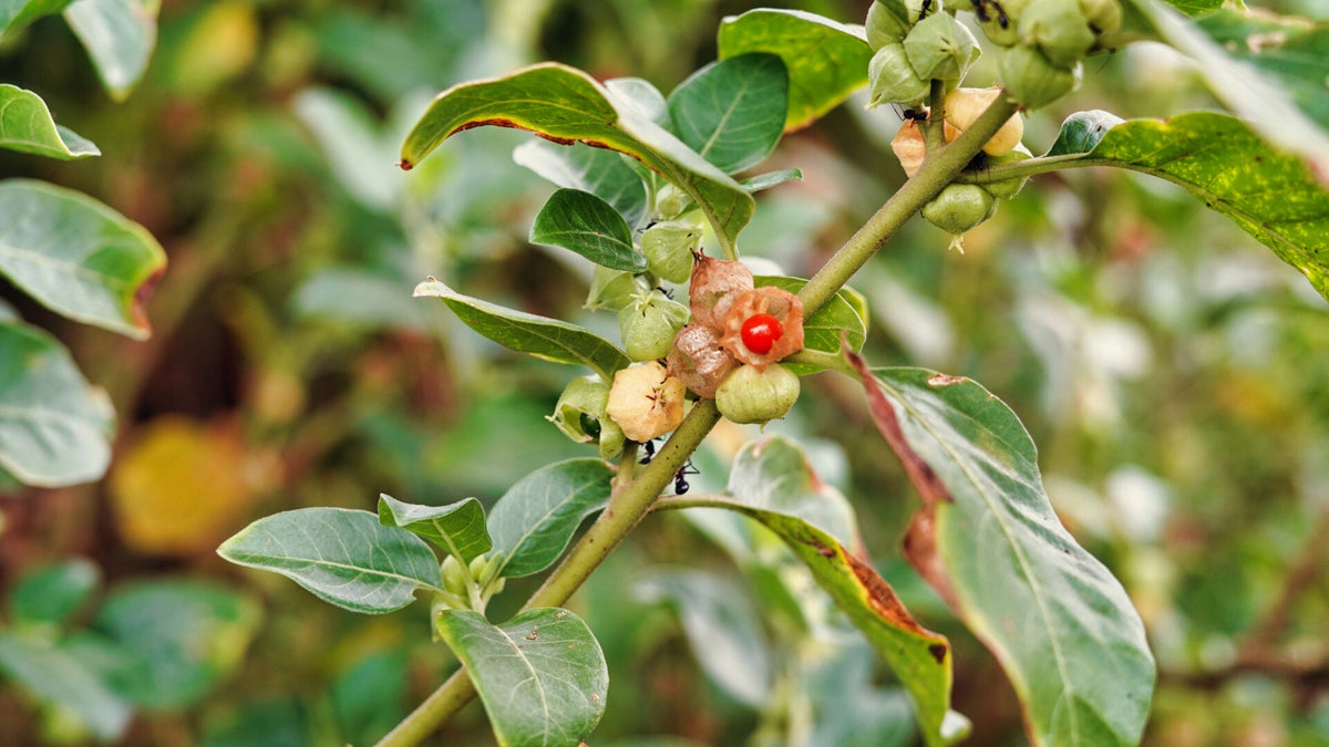 Indian Ginseng Tree: Unlocking Nature's Secret to Health and Vitality