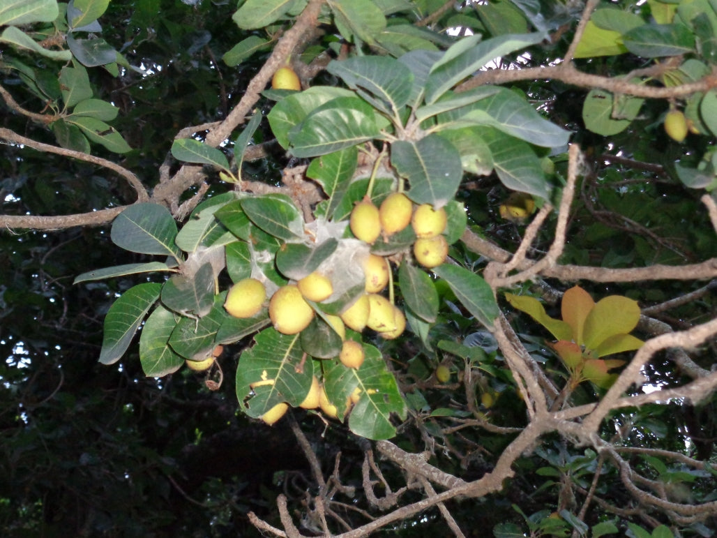 Indian Mahua Tree: The Hidden Treasure of Nature's Bounty and Cultural Heritage