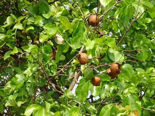 Indian Poison Nut Tree: Unveiling the Secrets, Benefits, and Myths of This Remarkable Plant