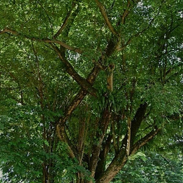 Indian Redw Tree: Majestic Marvel Transforming Ecosystems