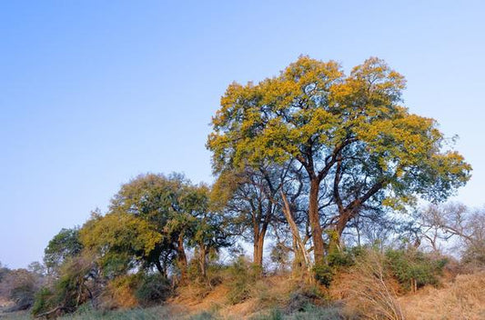 Jackalberry Tree: Nature's Hidden Gem and Its Surprising Benefits for Wildlife and Ecosystems