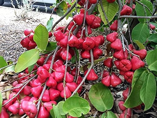 Jambu Tree: The Enchanting Rose Apple Tree with Aromatic Fruits and Ornamental Beauty