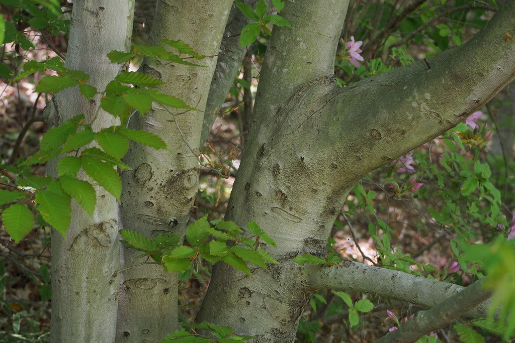 Japanese Beech Tree: Discover the Majestic Beauty and Unique Benefits of This Enchanting Species