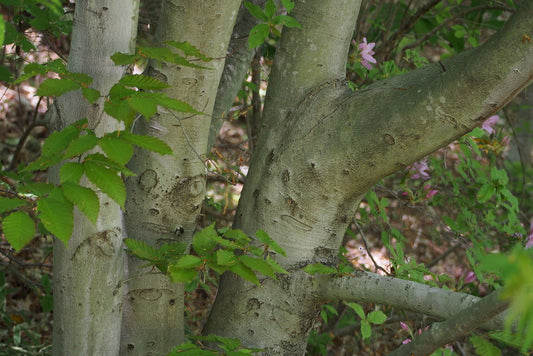 Japanese Beech Tree: Discover the Majestic Beauty and Unique Benefits of This Enchanting Species