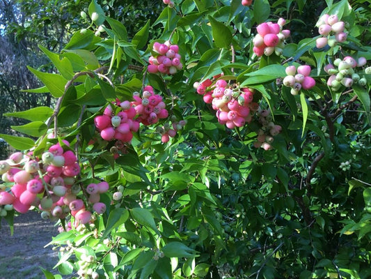 Java Apple Tree: Unlocking the Secrets to Growing the Perfect Fruit in Your Garden