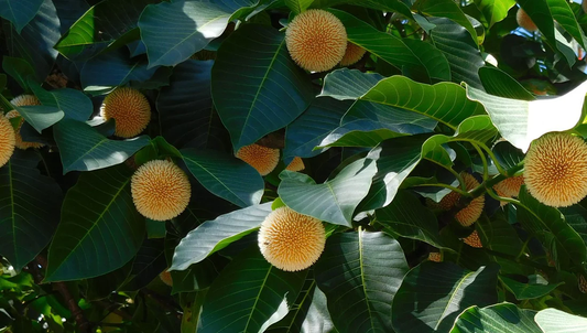 Kadamba Tree: Krishna’s Beloved Tree of Romance and Rain