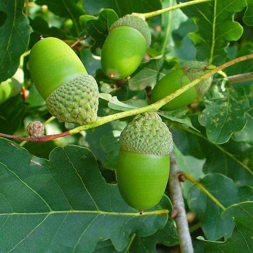 Kingswood Tree: Unlocking Nature's Majestic Marvel & Secrets