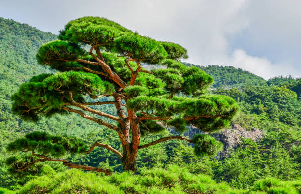 Korean Pine Tree: Unlocking the Secrets of Nature's Resilient Wonder