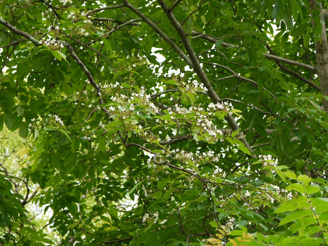 Kurchi Tree (Ivory Tree): India’s Forgotten Healing Gem 🌿