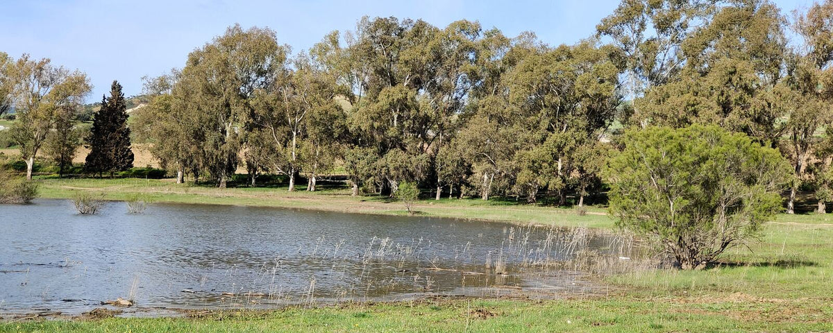 Restored lake shoreline lined with native trees