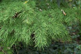 Larch Tree: Discover the Ultimate Guide to This Resilient Beauty for Your Garden!
