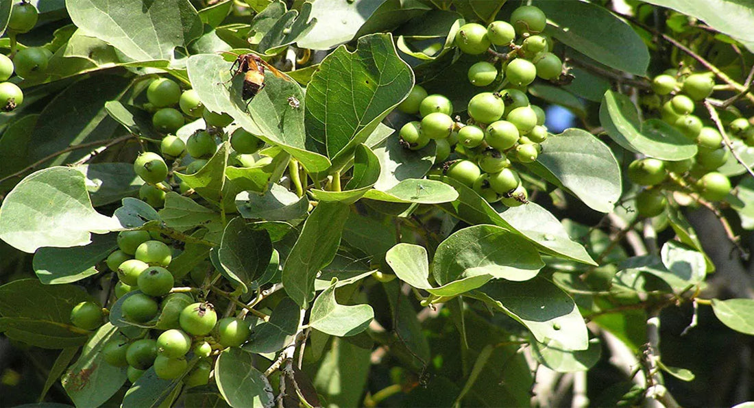 Lasoora Tree: A Natural Tapestry of Medicinal Marvel