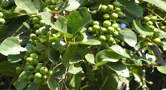 Lasoora Tree: A Natural Tapestry of Medicinal Marvel
