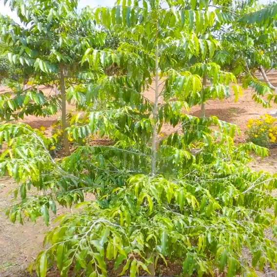 Lucky Bean Tree: Nature's Magical Treasure for Prosperity and Good Fortune!