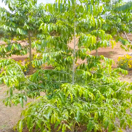 Lucky Bean Tree: Nature's Magical Treasure for Prosperity and Good Fortune!