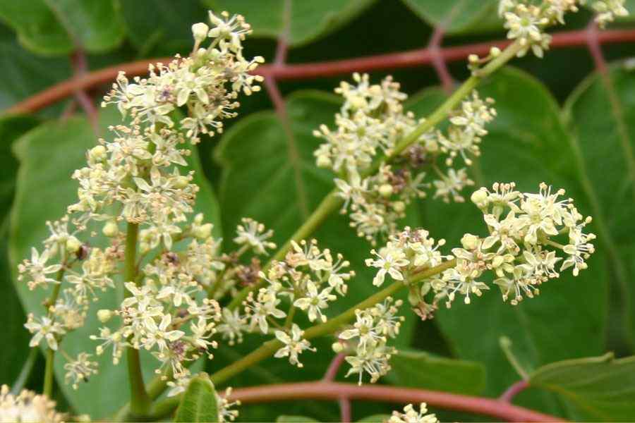 Tree of Heaven (Maharukh): The Captivatingly Controversial Tree 🌳