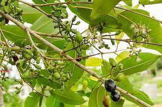 Malabar Plum Tree: Unlocking the Secrets of Nature's Superfruit for Health and Wellness!