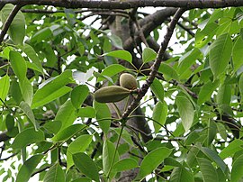 Malabar Chestnut Tree: Unlocking the Secrets of This Nutrient-Rich Superfood and Its Incredible Benefits