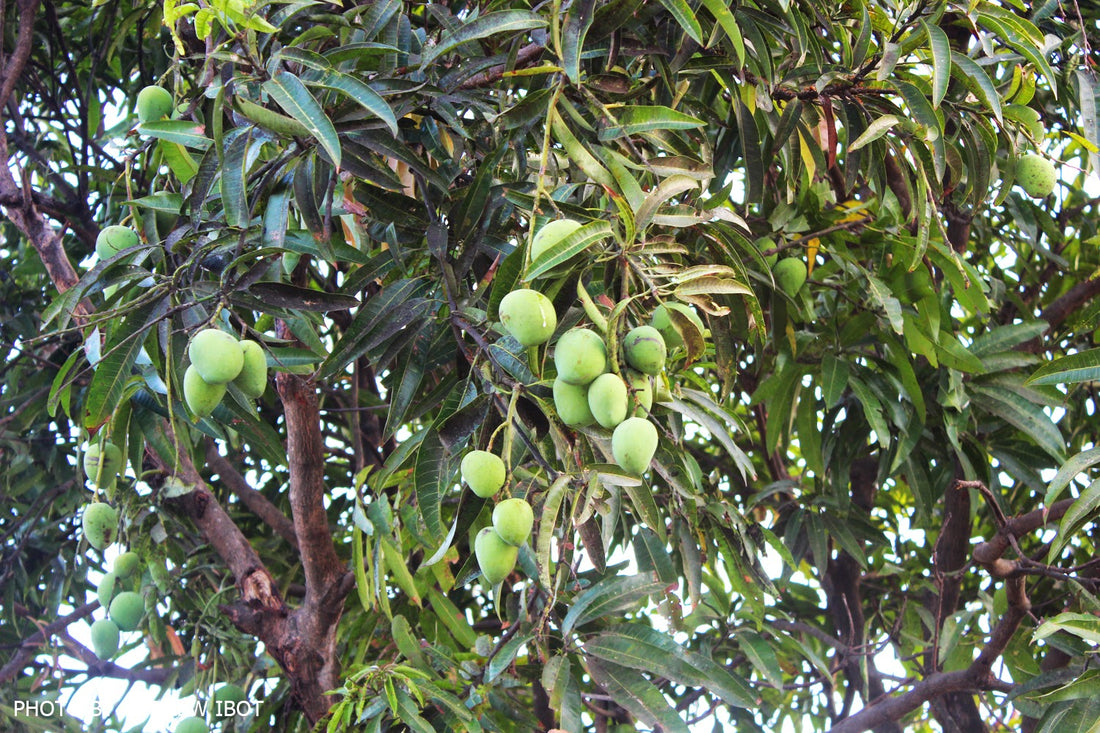 Mango Pine Tree: Discover the Exotic Fusion of Flavor and Beauty in Your Garden!