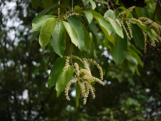 Matti Tree: The Water-Reserving Tree of the Forests