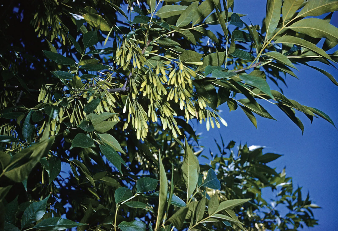 Mexican Ash Tree: The Ultimate Guide to Its Beauty, Benefits, and Care Tips!