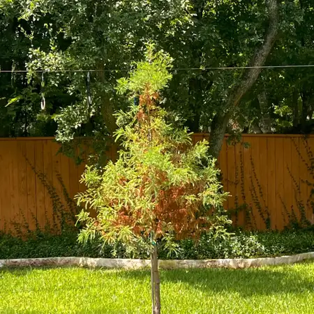 Mexican Cypress Tree: The Ultimate Guide to Growing, Caring, and Transforming Your Landscape