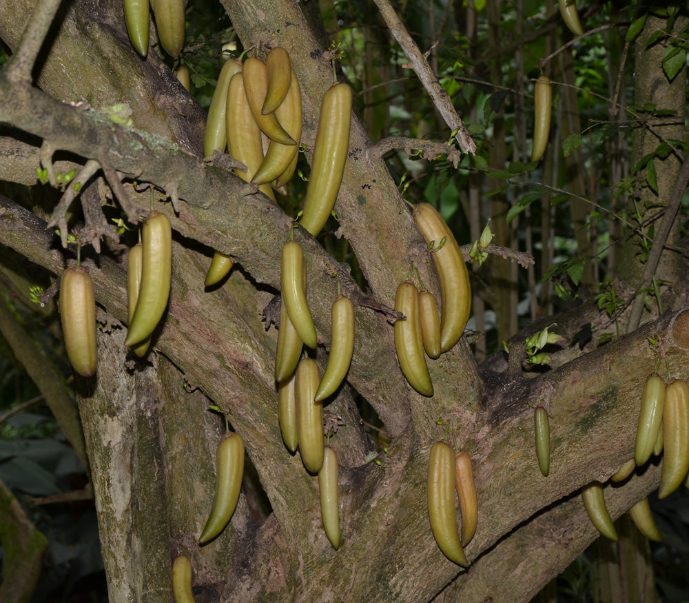 Midnight Horror Tree: Unveiling Nature's Darkest Legend