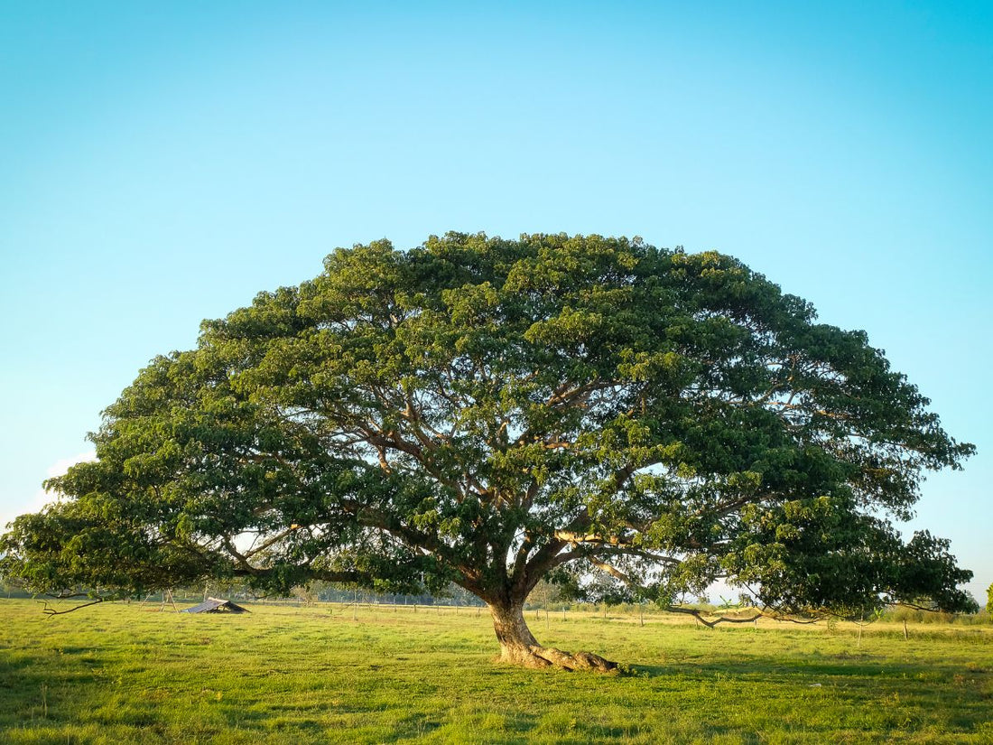 Monkey Pod Tree Tree: The Ultimate Guide to Its Benefits, Care, and Unique Features