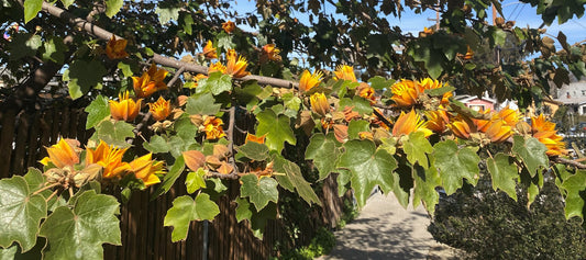 Monkey Hand Tree: Unveiling the Fascinating Secrets and Benefits of Nature's Unique Wonder!