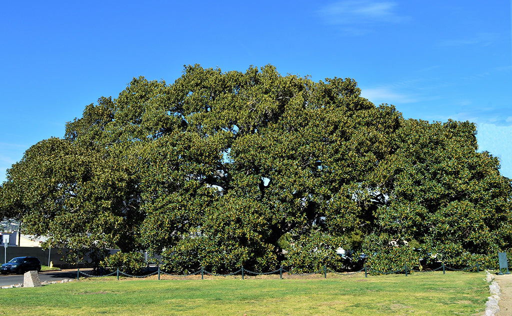 Moreton Bay Fig Tree: The Majestic Marvel of Nature You Need to Discover!